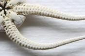kleine slangster (ophiura albida) 4-2023 7386